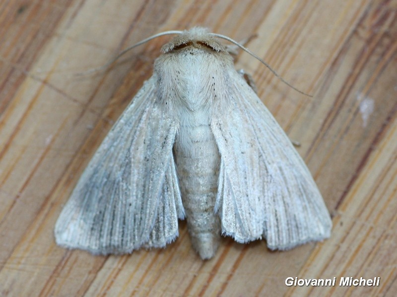Mythimna da id: Mythimna (Hyphilare) congrua - Noctuidae